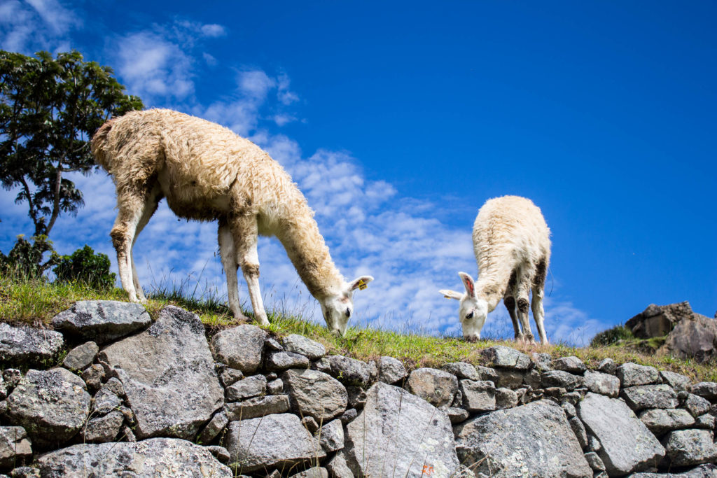 The Llamas of Machu Picchu